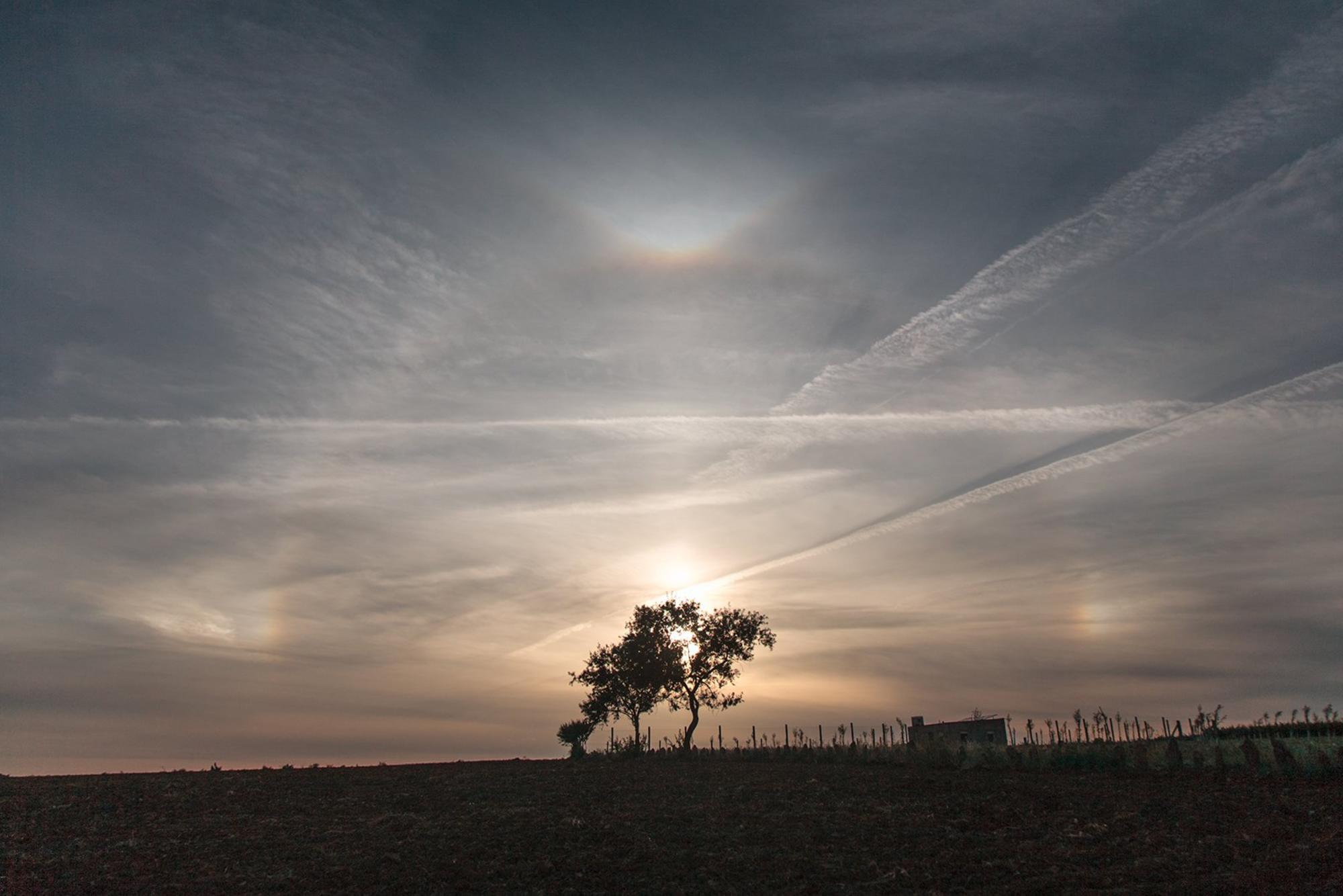Arbol. árboles. campo. Medio ambiente. Naturaleza. Semillas